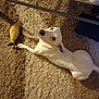 animal, carpet, companion, curious, cute, dog, domestic, floor, household, indoor, looking_up, lying_down, paw, pet, playful, relaxed, rubber_chicken, small_dog, toy, white_dog