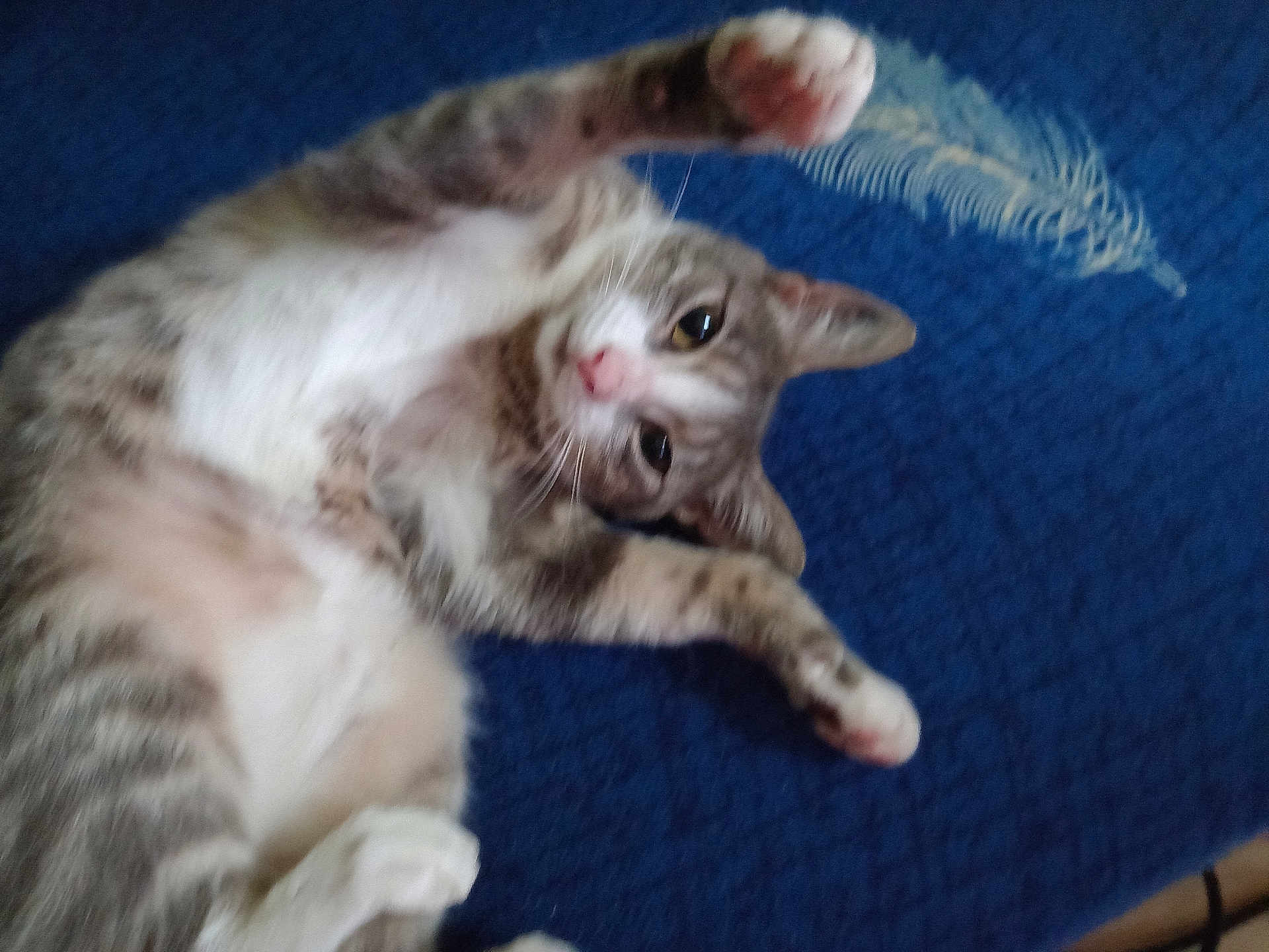 Cerise