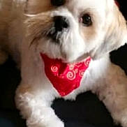 Ali Rose is registered to the contest to win money with this photo: dog, pet, animal, fluffy, bandana, red_bandana, couch, leather, indoor, cute, looking_up, white_fur, brown_fur, small_dog, companion, domestic_animal, relaxed, cozy, fur, paw