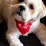 dog, pet, animal, fluffy, bandana, red_bandana, couch, leather, indoor, cute, looking_up, white_fur, brown_fur, small_dog, companion, domestic_animal, relaxed, cozy, fur, paw
