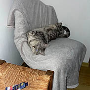 Princesse a rejoint le concours — aidez-le/la à gagner de superbes lots ! cat, tabby, gray_cat, feline, lounging, chair, blanket, furniture, indoor, wood_floor, relaxed, sleepy, domestic_animal, pet, tube, cream, woven_chair, cozy, soft_texture, resting