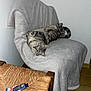 cat, tabby, gray_cat, feline, lounging, chair, blanket, furniture, indoor, wood_floor, relaxed, sleepy, domestic_animal, pet, tube, cream, woven_chair, cozy, soft_texture, resting