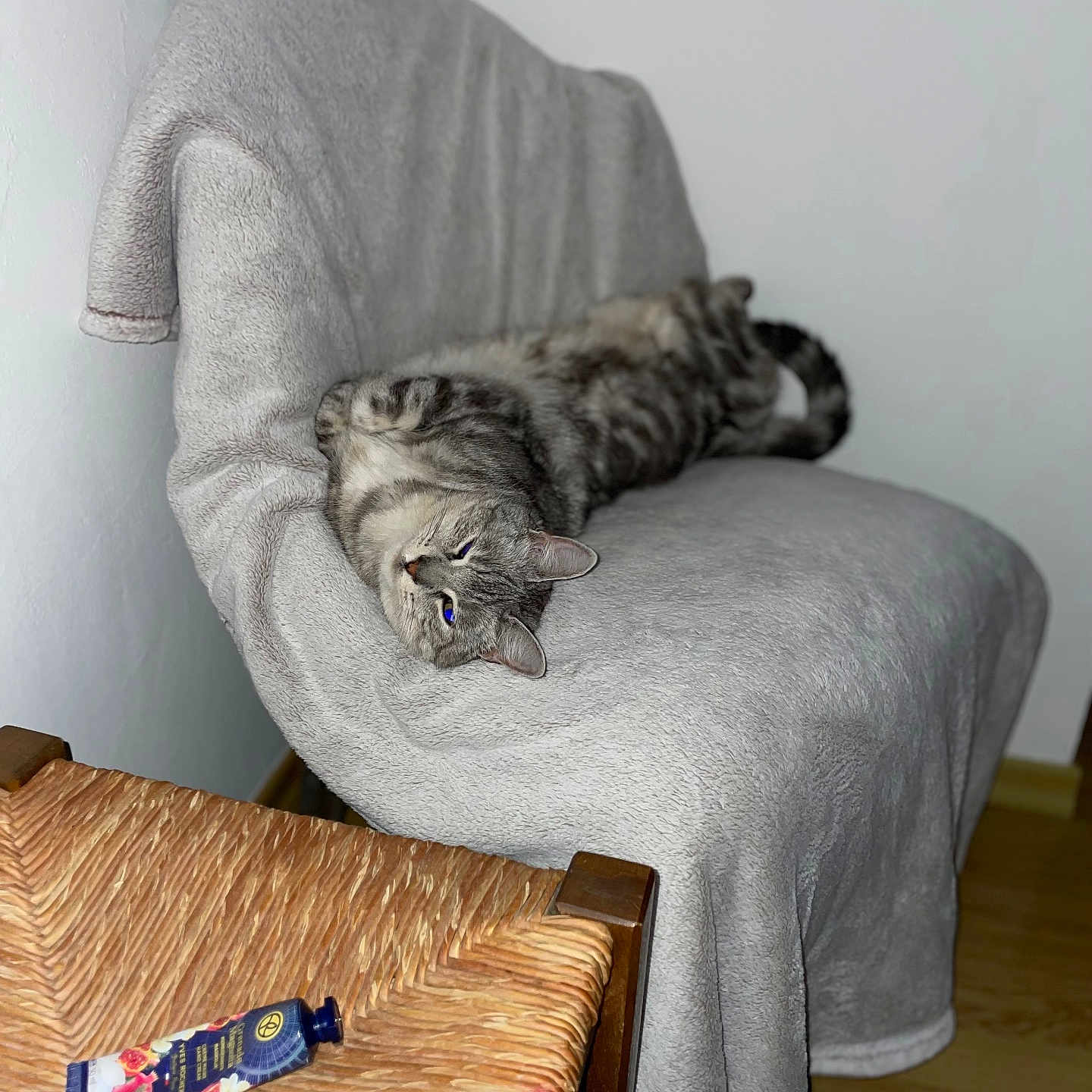 Princesse a rejoint le concours — aidez-le/la à gagner de superbes lots ! blanket, cat, chair, cozy, cream, domestic_animal, feline, furniture, gray_cat, indoor, lounging, pet, relaxed, resting, sleepy, soft_texture, tabby, tube, wood_floor, woven_chair