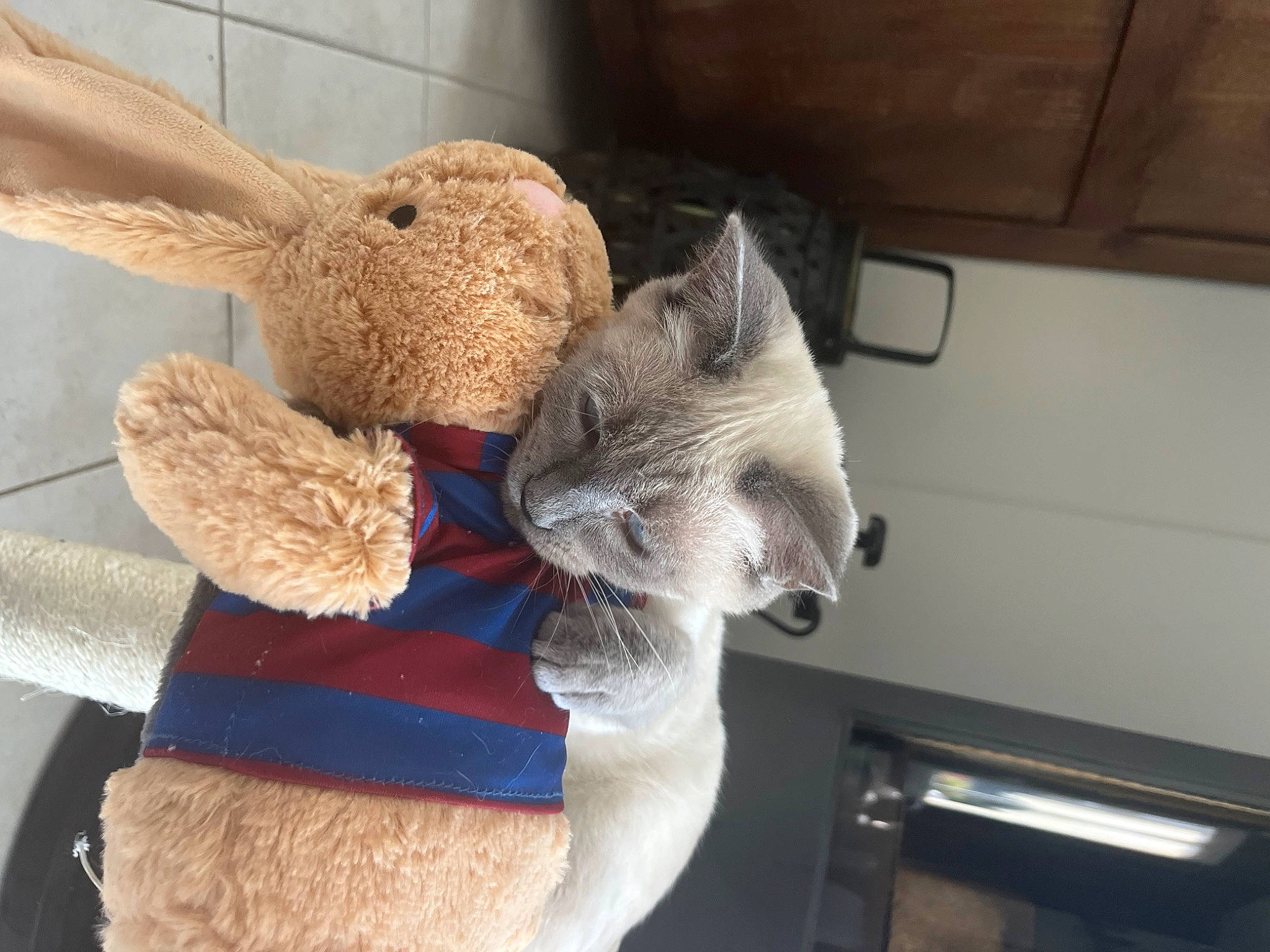 Kenaï participe au concours pour gagner de l'argent avec cette photo : art, cabinetry, carmine, cat, cat_supply, creative_arts, domestic_short_haired_cat, fawn, felidae, fur, plush, room, small_to_medium_sized_cats, stuffed_toy, tail, thread, toy, whiskers, wood, wool