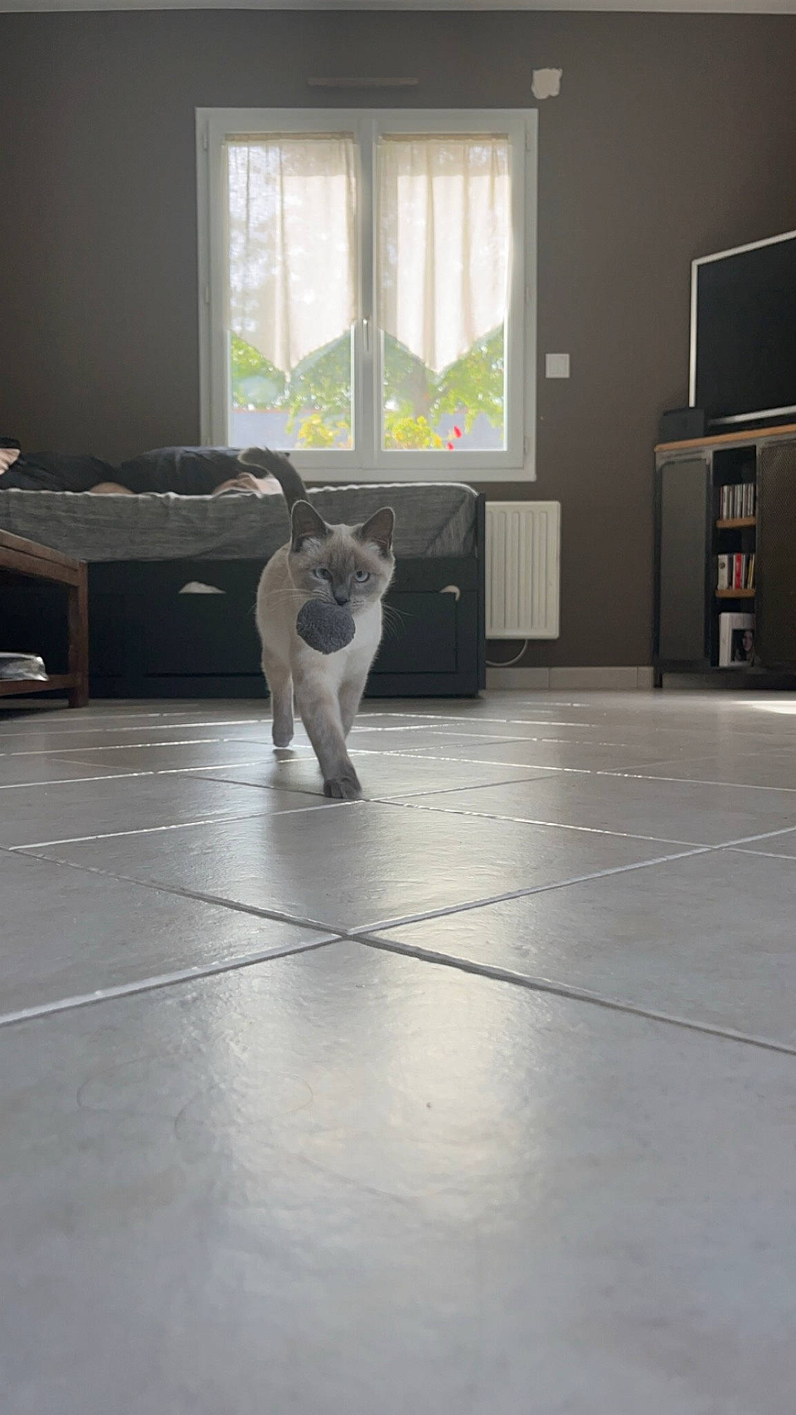 Kenaï a rejoint le concours — aidez-le/la à gagner de superbes lots ! carnivore, cat, comfort, companion_dog, curtain, dog_breed, entertainment, fawn, felidae, floor, flooring, grey, hardwood, home_appliance, laminate_flooring, small_to_medium_sized_cats, tail, whiskers, window, wood