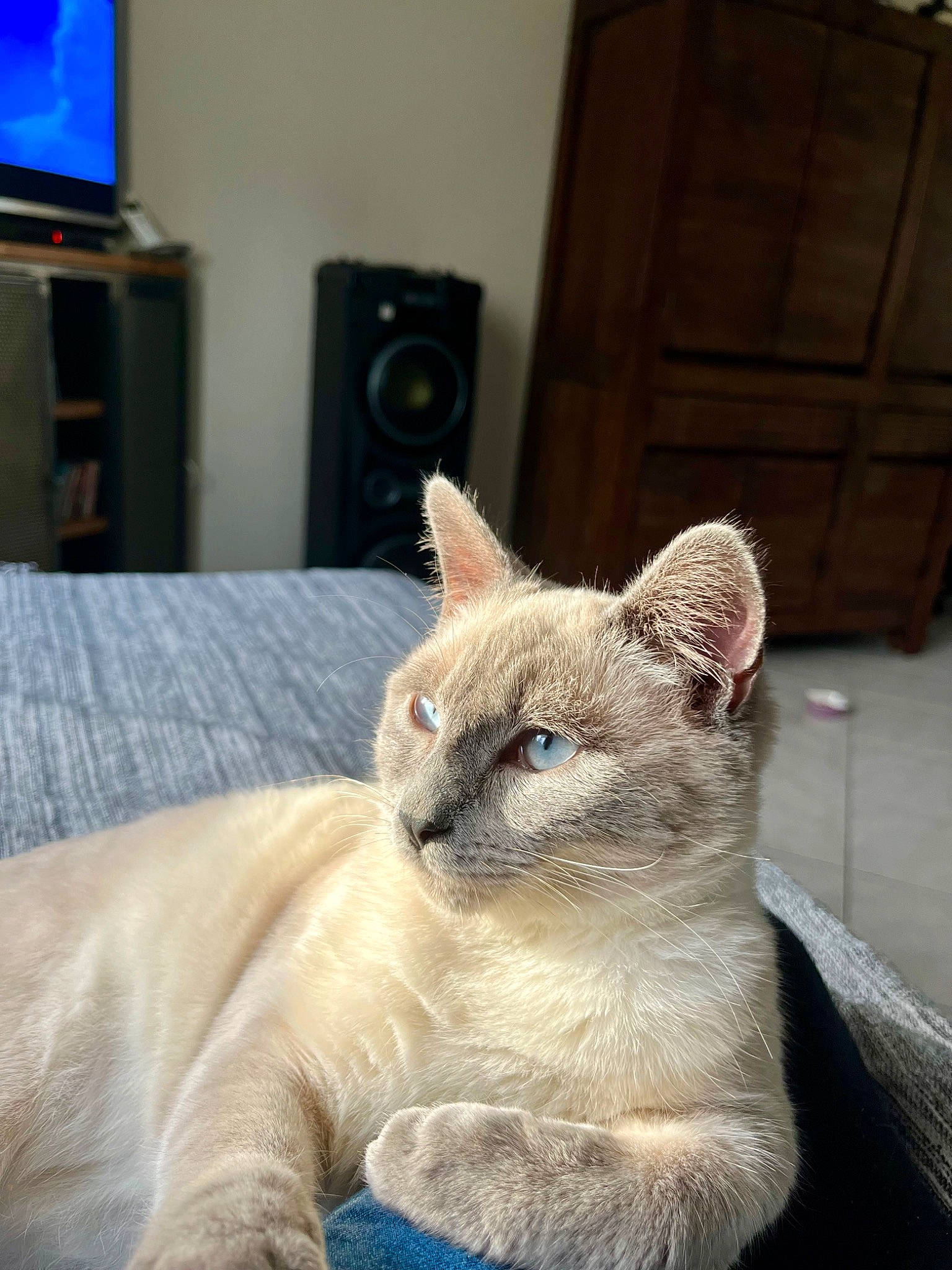 Kenaï participe au concours pour gagner de l'argent avec cette photo : balinese, blue, carnivore, cat, cat_furniture, cat_supply, claw, comfort, domestic_short_haired_cat, fawn, felidae, fur, siamese, small_to_medium_sized_cats, snout, tail, television, thai, whiskers, window