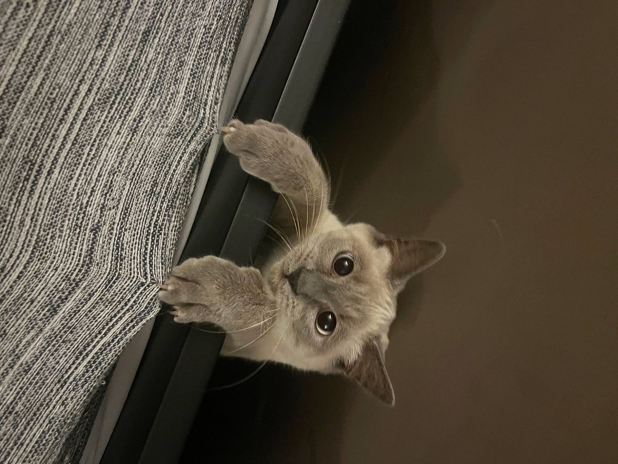 Kenaï a rejoint le concours — aidez-le/la à gagner de superbes lots ! carnivore, cat, ear, fawn, felidae, fur, grey, macro_photography, monochrome, monochrome_photography, plant, small_to_medium_sized_cats, snout, still_life_photography, tail, twig, whiskers, wildlife, wing, wood