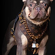 Rych M. Colbert is registered to the contest to win money with this photo: accessories, alert, animal, black_background, brown, close_up, collar, cute, dog, ears, fashion, french_bulldog, gold_chain, leather_harness, pet, portrait, short_hair, standing, studio_shot, tan