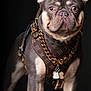 accessories, alert, animal, black_background, brown, close_up, collar, cute, dog, ears, fashion, french_bulldog, gold_chain, leather_harness, pet, portrait, short_hair, standing, studio_shot, tan