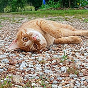 Sylvester is registered to the contest to win money with this photo: cat, ginger_cat, animal, pet, outdoor, gravel, rocks, greenery, nature, lying_down, close_up, fur, whiskers, curious, relaxed, eyes, ground, daylight, mammal, cute