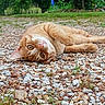 cat, ginger_cat, animal, pet, outdoor, gravel, rocks, greenery, nature, lying_down, close_up, fur, whiskers, curious, relaxed, eyes, ground, daylight, mammal, cute
