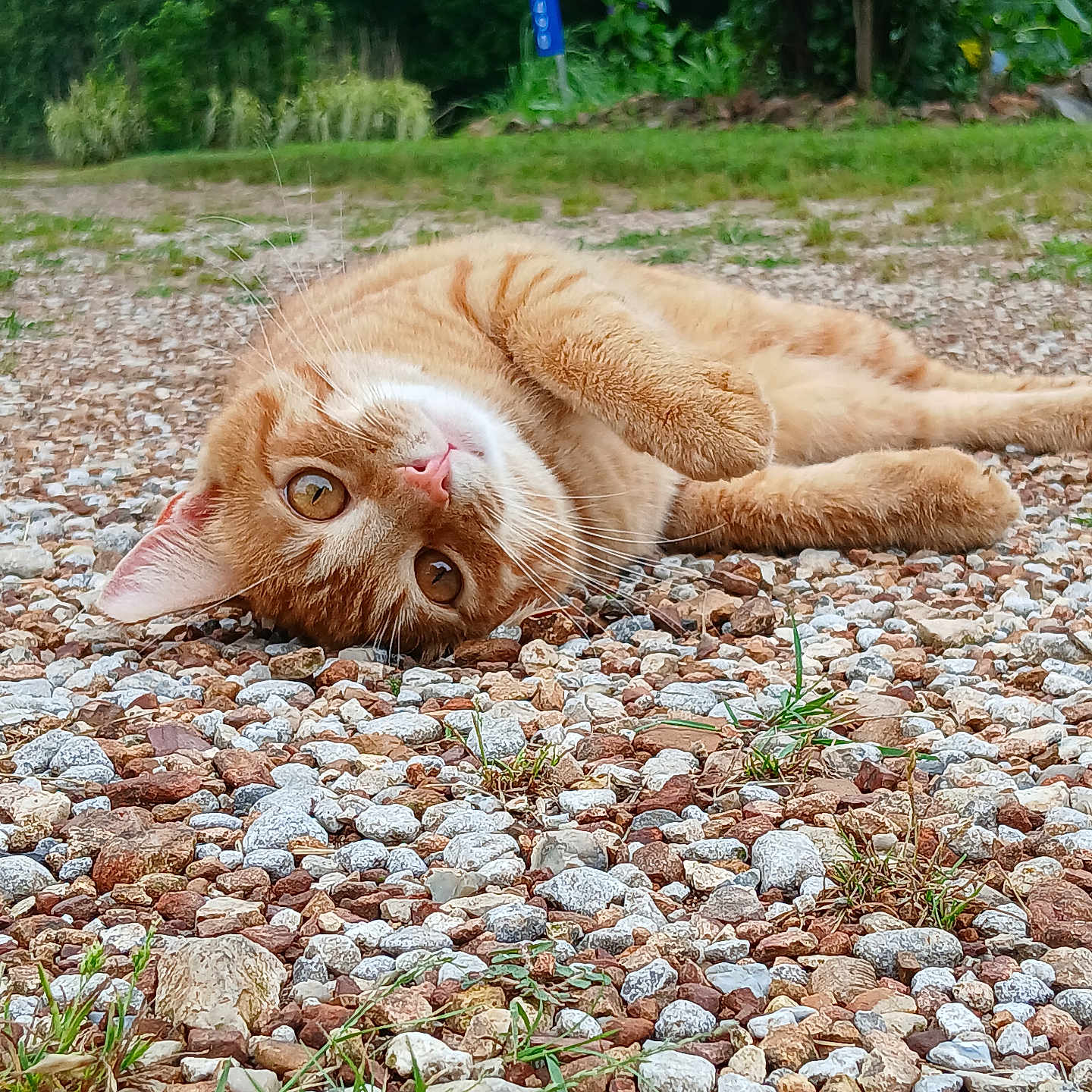 Sylvester is registered to the contest to win money with this photo: cat, ginger_cat, animal, pet, outdoor, gravel, rocks, greenery, nature, lying_down, close_up, fur, whiskers, curious, relaxed, eyes, ground, daylight, mammal, cute