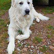 Biscuit is registered to the contest to win money with this photo: dog, white_dog, animal, pet, outdoor, grass, rocks, vehicle, paw, fur, canine, laying_down, nature, muzzle, ears, tail, ground, sidewalk, closeup, quiet