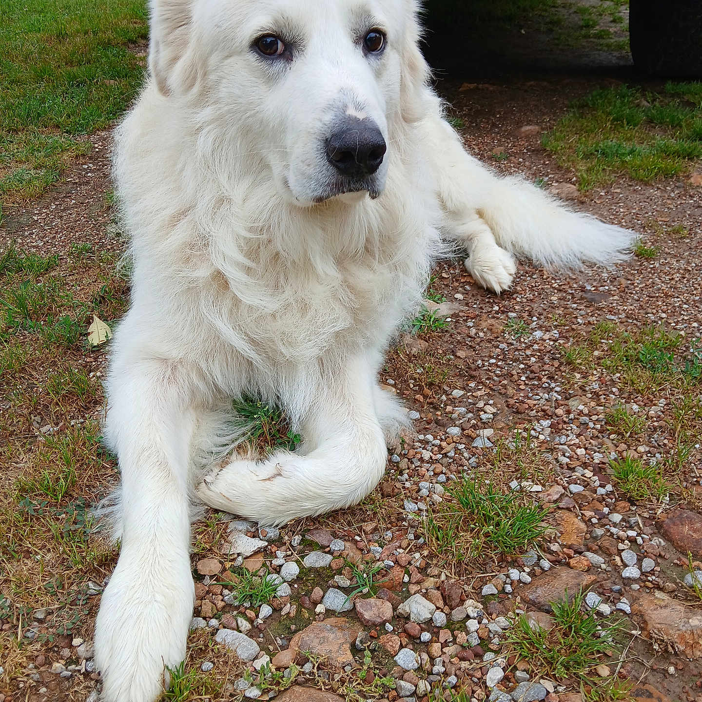 Biscuit is registered to the contest to win money with this photo: dog, white_dog, animal, pet, outdoor, grass, rocks, vehicle, paw, fur, canine, laying_down, nature, muzzle, ears, tail, ground, sidewalk, closeup, quiet