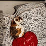 cat, calico, bed, pillow, heart_shaped_pillow, patterned_bedspread, indoor, resting, feline, cozy, fur, sleepy, cute, domestic_animal, animal, pet, soft, warm_lighting, relaxed, curled_up