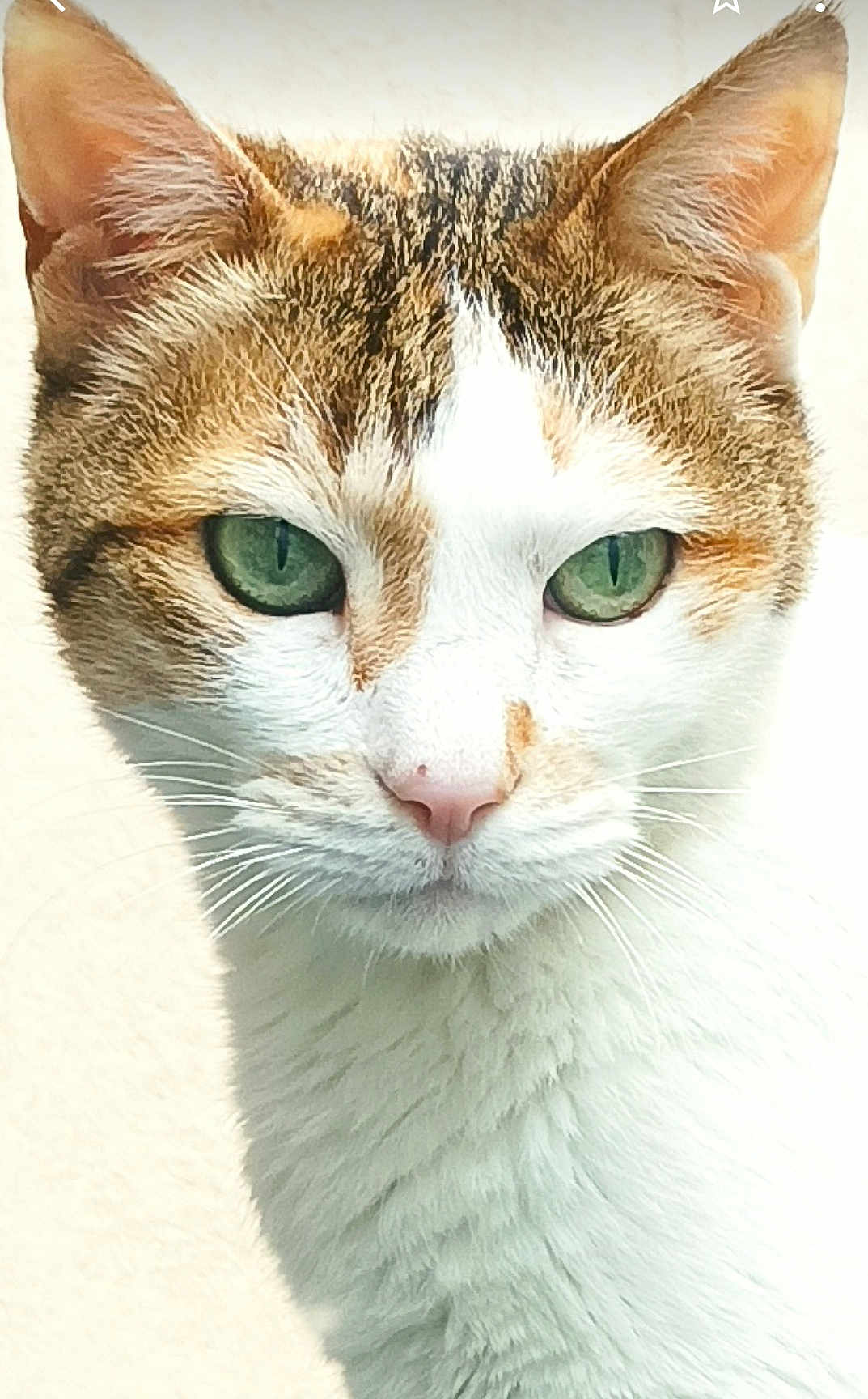 Poppy a rejoint le concours — aidez-le/la à gagner de superbes lots ! cat, close_up, green_eyes, white_fur, brown_fur, whiskers, pet, animal, feline, portrait, cute, fur, ears, nose, face, indoor, domestic, mammal, looking, alert