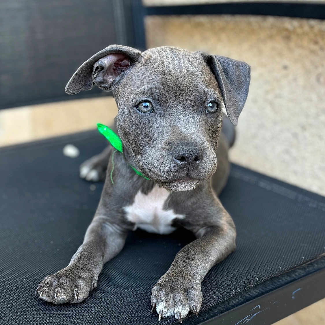 Jackson participe au concours pour gagner de l'argent avec cette photo : accessories, alloywheel, animal, boxer, bulldog, canine, car, carwheel, dog, frenchbulldog, hound, machine, pet, pitbull, puppy, snout, spoke, strap, terrier, tire
