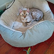 Snow is registered to the contest to win money with this photo: cat, pet_bed, wooden_floor, toy, indoor, cozy, relaxed, curious, green_eyes, spotted_cat, feline, animal, domestic, cute, small, resting, comfortable, playing, home, floor