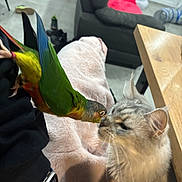 Uranus a rejoint le concours — aidez-le/la à gagner de superbes lots ! bird, cat, pet, indoor, blanket, furniture, curious, closeup, interaction, cozy, colorful, animal, living_room, table, watch, person_arm, soft, friendly, domestic, floor