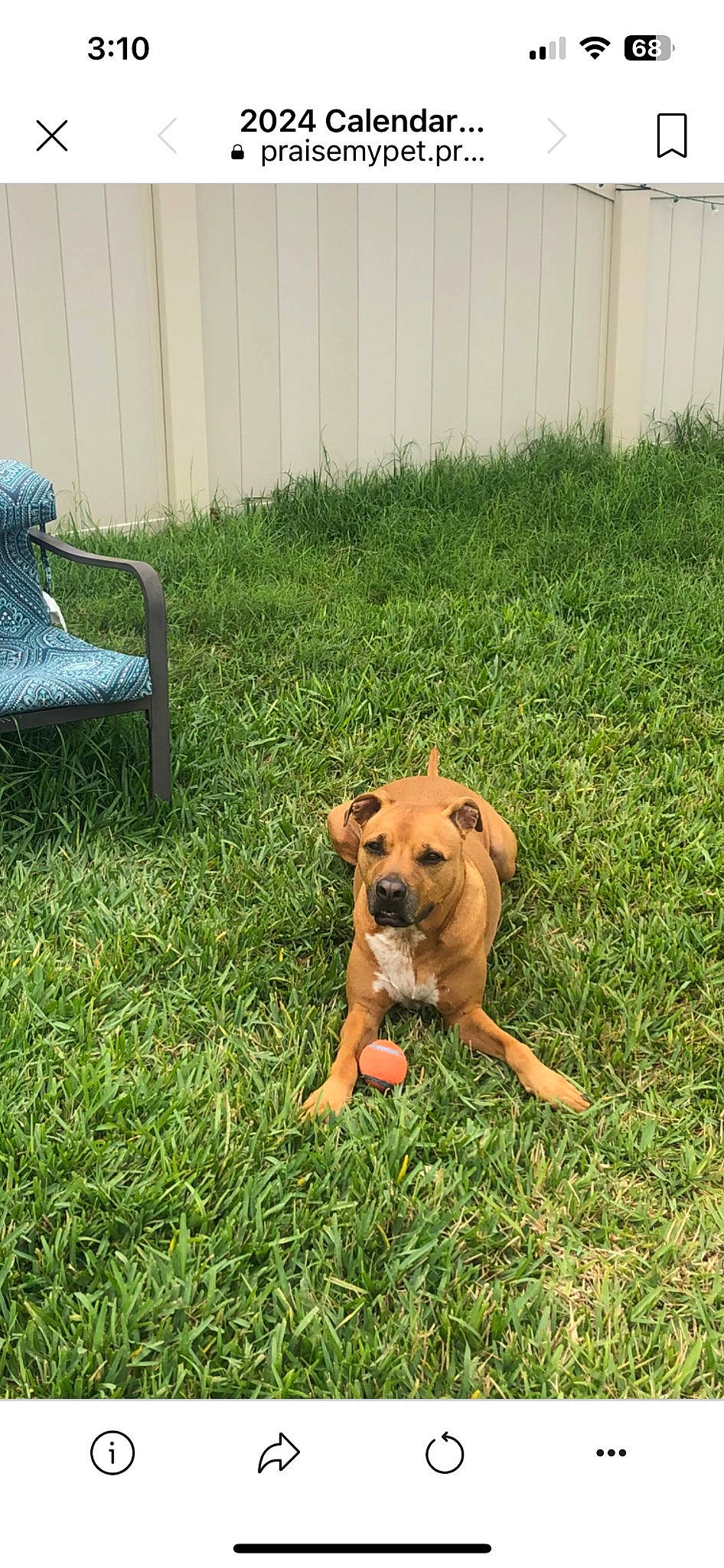 Sarge is registered to the contest to win money with this photo: canidae, carnivore, chair, companion_dog, dog, dog_breed, dog_collar, fawn, fence, grass, grassland, home_fencing, lawn, plant, snout, sporting_group, tail, working_animal, working_dog, yard