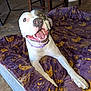 Bleu is registered to the contest to win money with this photo: dog, pet, canine, smiling, tongue_out, teeth, collar, bed, blanket, star_moon_pattern, purple_blanket, paw, indoor, tiled_floor, furniture, chair, dog_crate, happy, close_up, nose