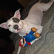 Bleu is registered to the contest to win money with this photo: dog, pitbull, white_dog, mario_plush, plush_toy, bed, blanket, indoor, pet, portrait, ears, nose, toys, cute, attentive, lying_down, flash, close_up, playful, eyes