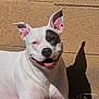 dog, smiling_dog, white_dog, black_eye_patch, upright_ears, tongue_out, panting, outdoor, sunlit, shadow, brick_wall, grass, close_up, portrait, happy, pitbull_type, pet, domestic_animal, sitting, cheerful