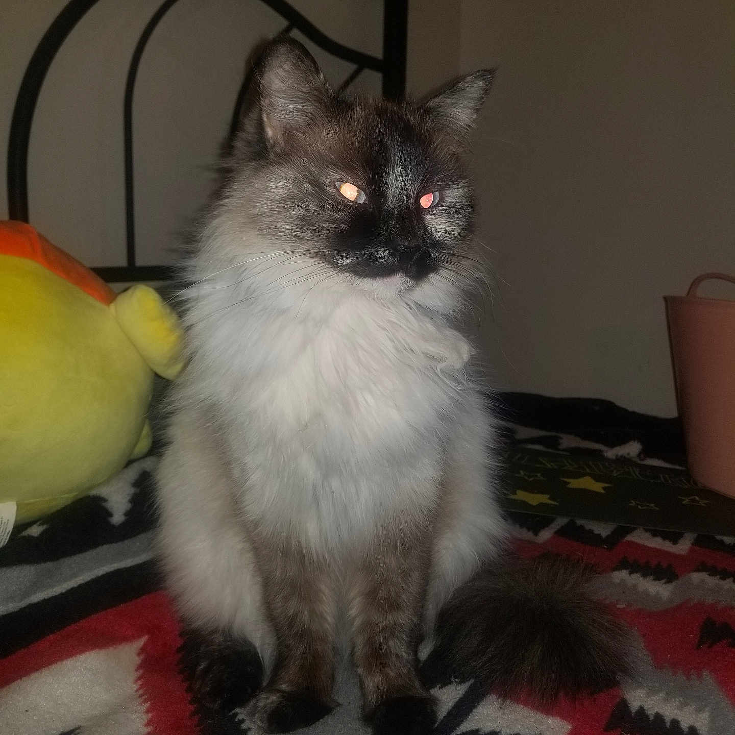 Diamond is registered to the contest to win money with this photo: abyssinian, angora, animal, bed, bedroom, blanket, cat, doll, furniture, homedecor, indoors, kitten, linen, manx, pet, plush, quilt, room, siamese, toy