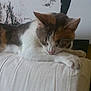 Canelle participe au concours pour gagner de l'argent avec cette photo :