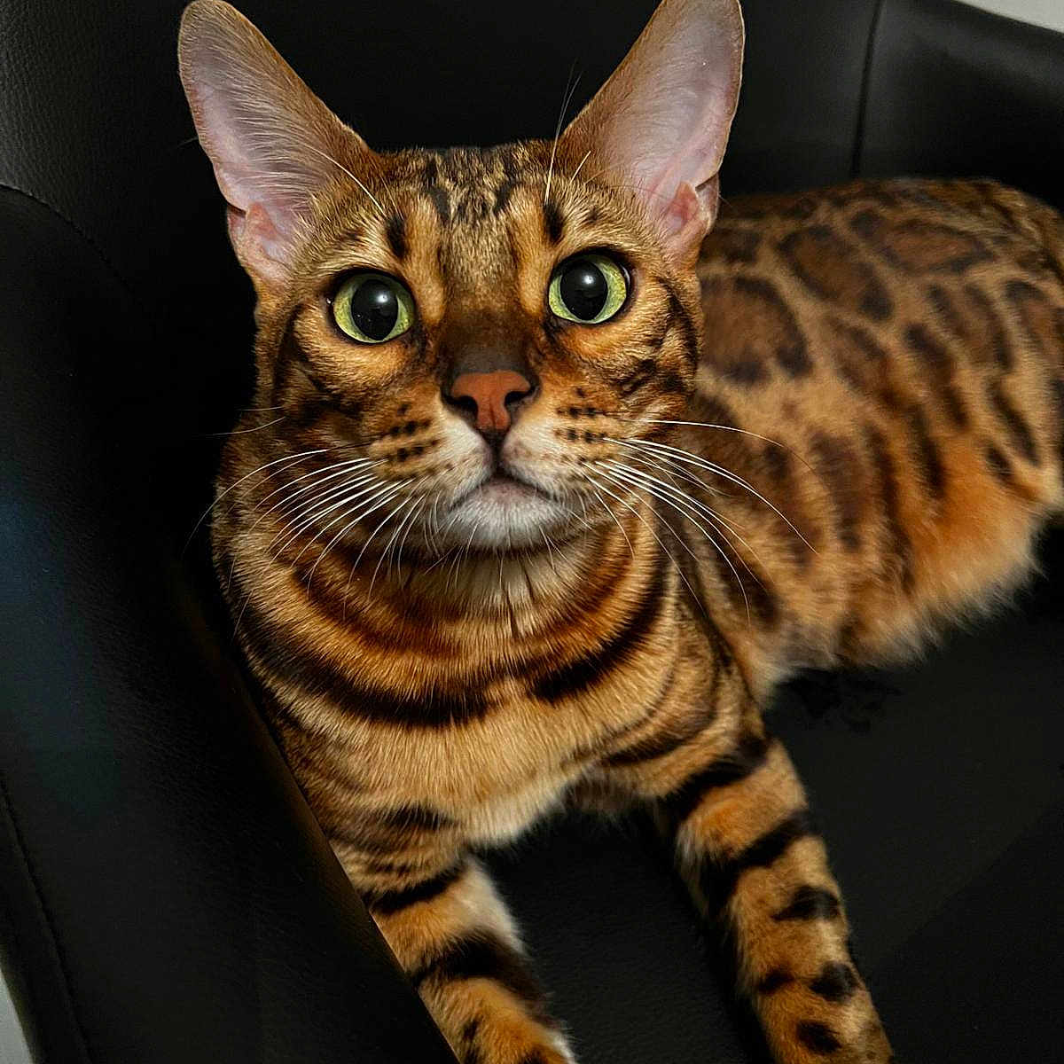 Tao a rejoint le concours — aidez-le/la à gagner de superbes lots ! abyssinian, animal, cat, chair, couch, cushion, egyptiancat, furniture, homedecor, kitten, manx, ocelot, pet