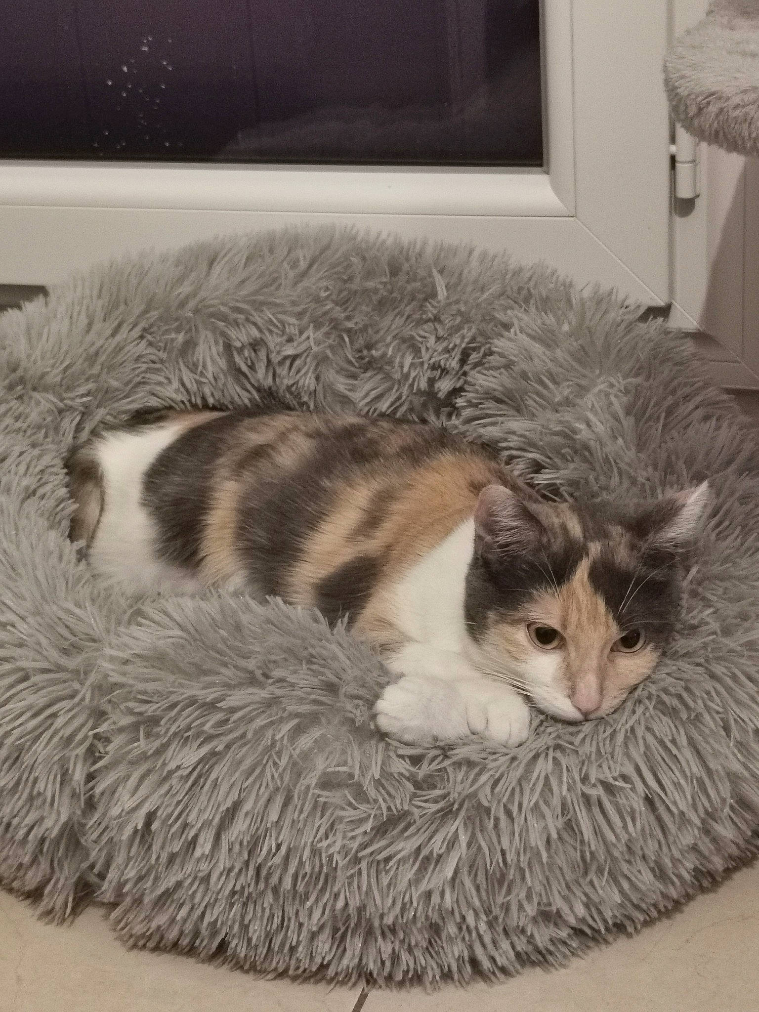 Roxie a rejoint le concours — aidez-le/la à gagner de superbes lots ! carnivore, cat, cat_bed, cat_supply, comfort, curtain, domestic_short_haired_cat, fawn, felidae, fur, grey, monochrome, paw, picture_frame, small_to_medium_sized_cats, snout, tail, whiskers, window, wood