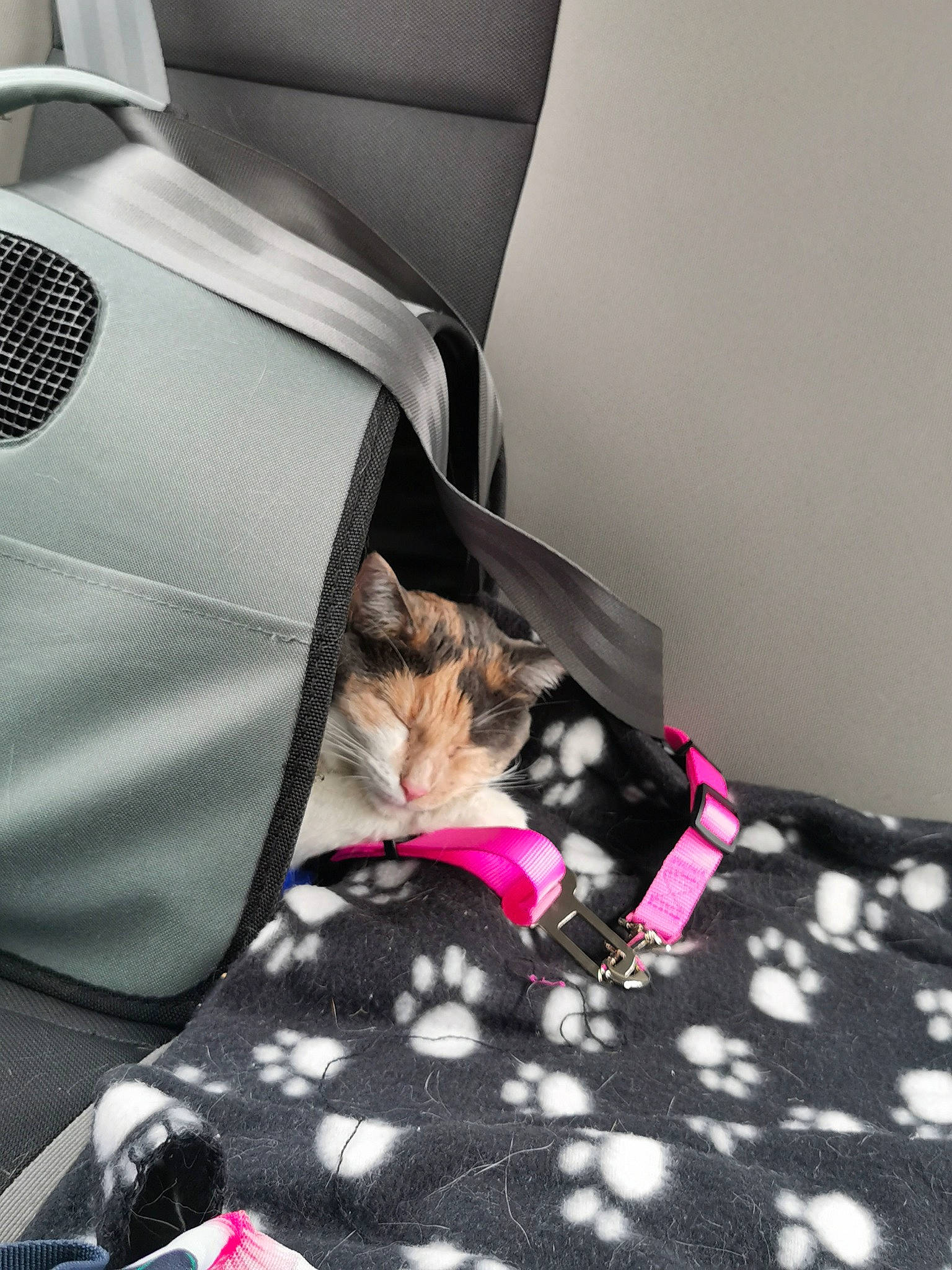 Roxie a rejoint le concours — aidez-le/la à gagner de superbes lots ! automotive_design, automotive_tire, bag, bed, black, carnivore, cat, chair, comfort, felidae, flooring, grey, light, luggage_and_bags, rim, small_to_medium_sized_cats, textile, tints_and_shades, vehicle_door, whiskers