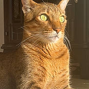 Milo joined the competition — help win amazing prizes! cat, feline, pet, indoor, sunlight, fur, whiskers, ears, eyes, portrait, animal, mammal, resting, closeup, orange, tabby, carpet, furniture, domestic, relaxed