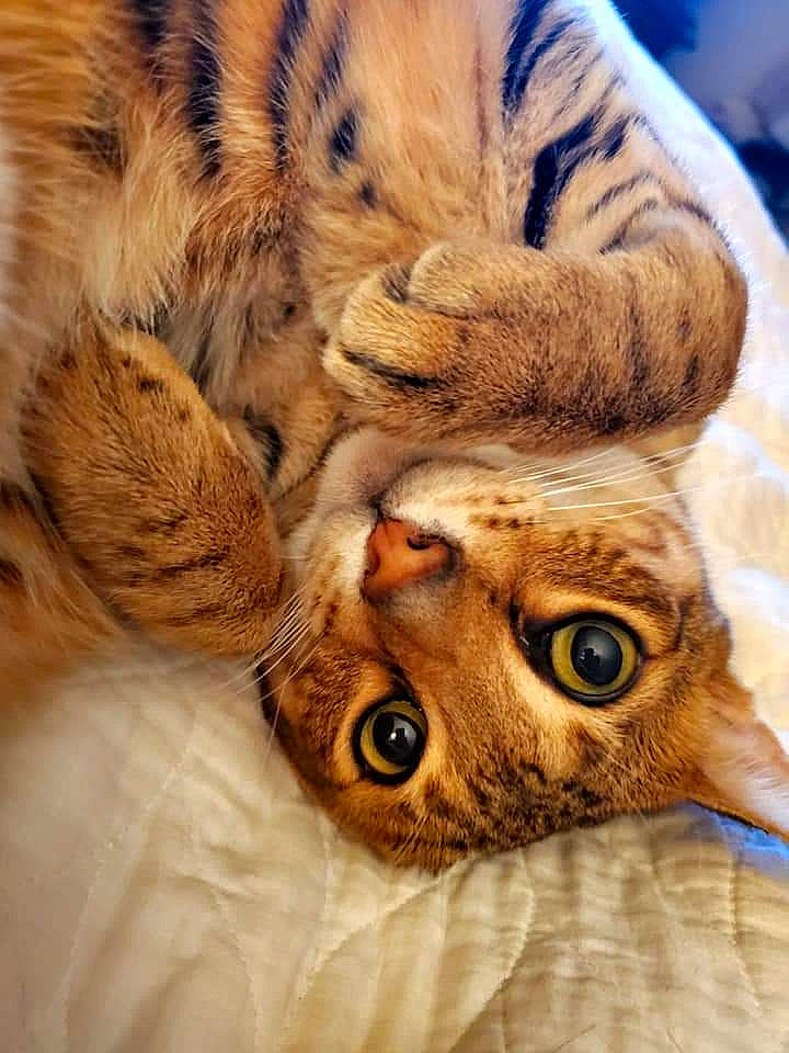 Bogart joined the competition — help win amazing prizes! asian, bengal, california_spangled, carnivore, cat, claw, dragon_li, european_shorthair, eye, felidae, fur, mammal, ocicat, paw, pixie_bob, small_to_medium_sized_cats, snout, tabby_cat, toyger, whiskers
