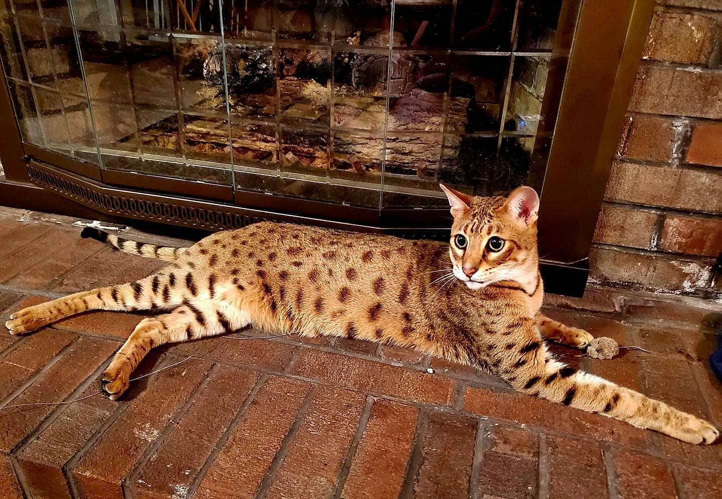 Bogart is registered to the contest to win money with this photo: arabian_mau, asian, bengal, carnivore, cat, egyptian_mau, european_shorthair, felidae, mammal, ocelot, ocicat, rusty_spotted_cat, savannah, small_to_medium_sized_cats, snout, terrestrial_animal, vertebrate, whiskers, wild_cat, wildlife