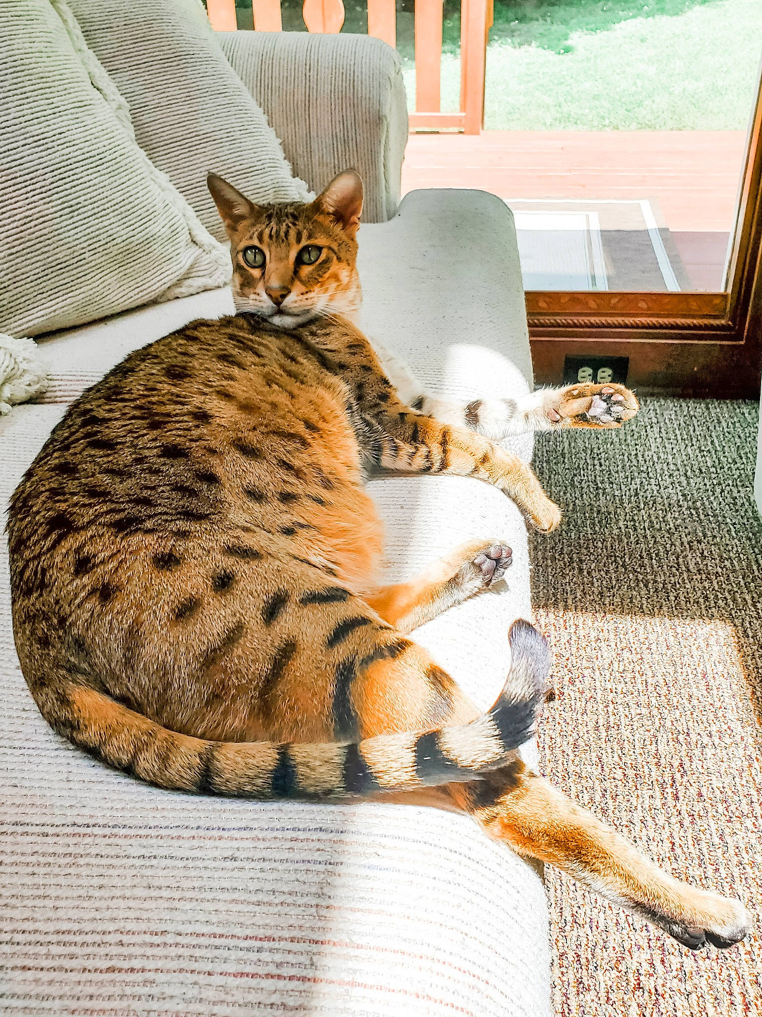 Bogart joined the competition — help win amazing prizes! asian, australian_mist, bengal, carnivore, cat, chausie, dragon_li, egyptian_mau, european_shorthair, felidae, kitten, mammal, ocicat, savannah, small_to_medium_sized_cats, tabby_cat, toyger, vertebrate, whiskers, wildlife