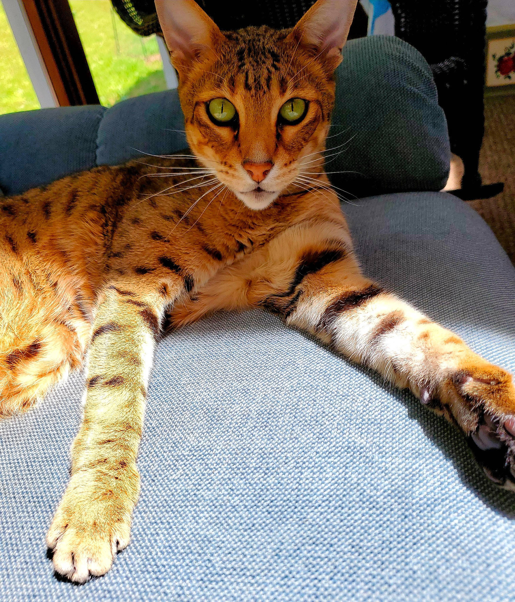 Bogart is registered to the contest to win money with this photo: arabian_mau, asian, australian_mist, bengal, california_spangled, carnivore, cat, domestic_short_haired_cat, dragon_li, european_shorthair, felidae, kitten, mammal, ocicat, small_to_medium_sized_cats, sokoke, tabby_cat, toyger, vertebrate, whiskers