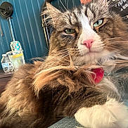 Miyagi is registered to the contest to win money with this photo: cat, fluffy, pink_nose, green_eyes, indoor, table, drinks, wooden_furniture, blue_wall, relaxed, close_up, pet, animal, fur, whiskers, domestic_cat, feline, comfort, home, portrait