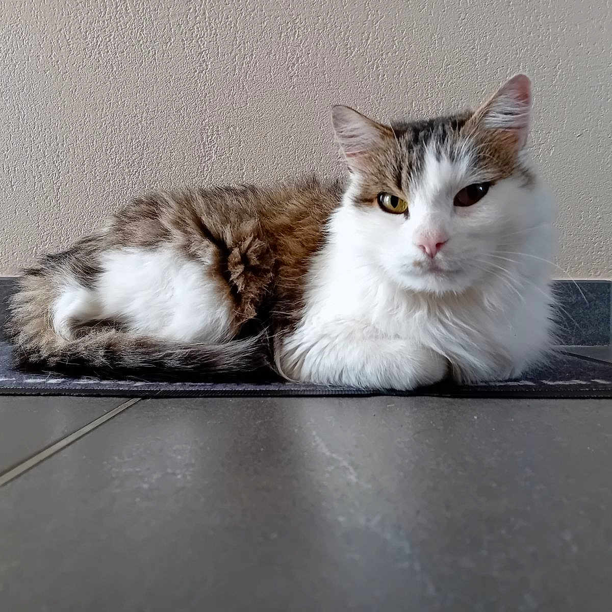 Scotch a rejoint le concours — aidez-le/la à gagner de superbes lots ! abyssinian, angora, animal, cat, hardwood, indoors, interiordesign, kitten, manx, mat, pet, snout, stainedwood, window, windowsill, wood