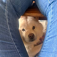 Zoey is registered to the contest to win money with this photo: dog, white_dog, fluffy, pet, jeans, legs, blue_jeans, wood, floor, rug, curious, looking_up, indoor, close_up, animal, cute, companion, home, cozy, casual