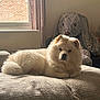 Zoey is registered to the contest to win money with this photo: dog, fluffy, white_dog, bed, blanket, plush_toy, stuffed_animal, window, curtain, indoor, cozy, relaxed, pet, animal, soft_light, furniture, resting, cute, companion, home
