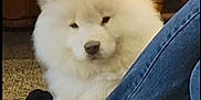 Zoey is registered to the contest to win money with this photo: dog, fluffy, white, indoor, carpet, jeans, paws, wooden_furniture, resting, calm, pet, animal, cozy, fur, cute, companion, mammal, domestic, friend, relaxed