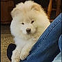 dog, fluffy, white, indoor, carpet, jeans, paws, wooden_furniture, resting, calm, pet, animal, cozy, fur, cute, companion, mammal, domestic, friend, relaxed