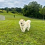 Zoey joined the competition — help win amazing prizes! dog, white_dog, fluffy, grass, outdoor, smiling_dog, cloudy_sky, fence, trees, greenery, happy, pet, canine, park, nature, yard, playful, animal, daytime, fur