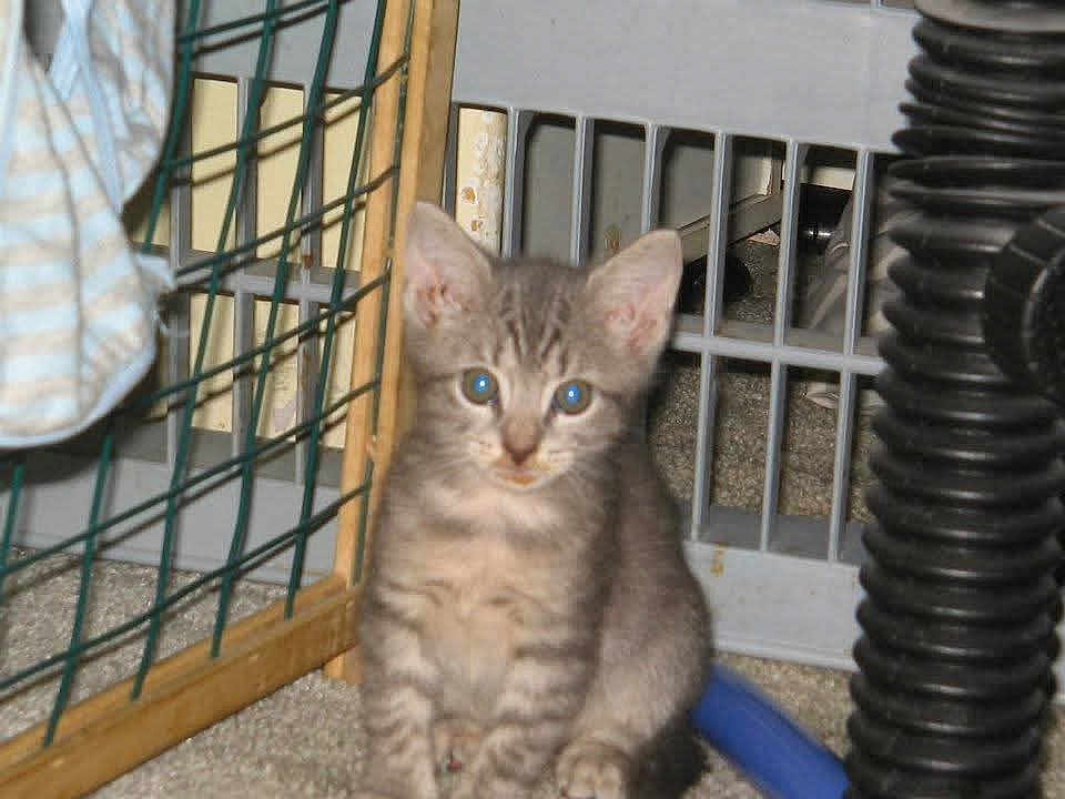 Misty is registered to the contest to win money with this photo: kitten, cat, gray_tabby, carpet, indoor, pet, curious, small, feline, household, gate, cloth, striped, hose, closeup, animal, cute, young, sitting, looking
