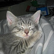 Misty is registered to the contest to win money with this photo: kitten, cat, sleeping, gray, tabby, paw, blanket, striped, cozy, pet, fur, cute, indoor, resting, animal, whiskers, closeup, young, domestic, comfort