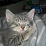animal, blanket, cat, closeup, comfort, cozy, cute, domestic, fur, gray, indoor, kitten, paw, pet, resting, sleeping, striped, tabby, whiskers, young