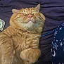 cat, orange_tabby, fluffy, sleeping, smiling, pet, animal, whiskers, paws, fur, indoor, blanket, dollar_bill, fabric, pattern, stars, moon, cozy, relaxed, cute