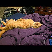 Charlie joined the competition — help win amazing prizes! bed, blanket, cat, clutter, collar, cozy, domestic_animal, fur, furniture, indoor, lazy, orange_tabby, pet, pillow, purple_blanket, relaxation, resting, sleeping, striped_pillow, wooden_drawer