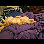 bed, blanket, cat, clutter, collar, cozy, domestic_animal, fur, furniture, indoor, lazy, orange_tabby, pet, pillow, purple_blanket, relaxation, resting, sleeping, striped_pillow, wooden_drawer